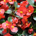 Afbeelding Begonia Semperflorens Premium Scarlet